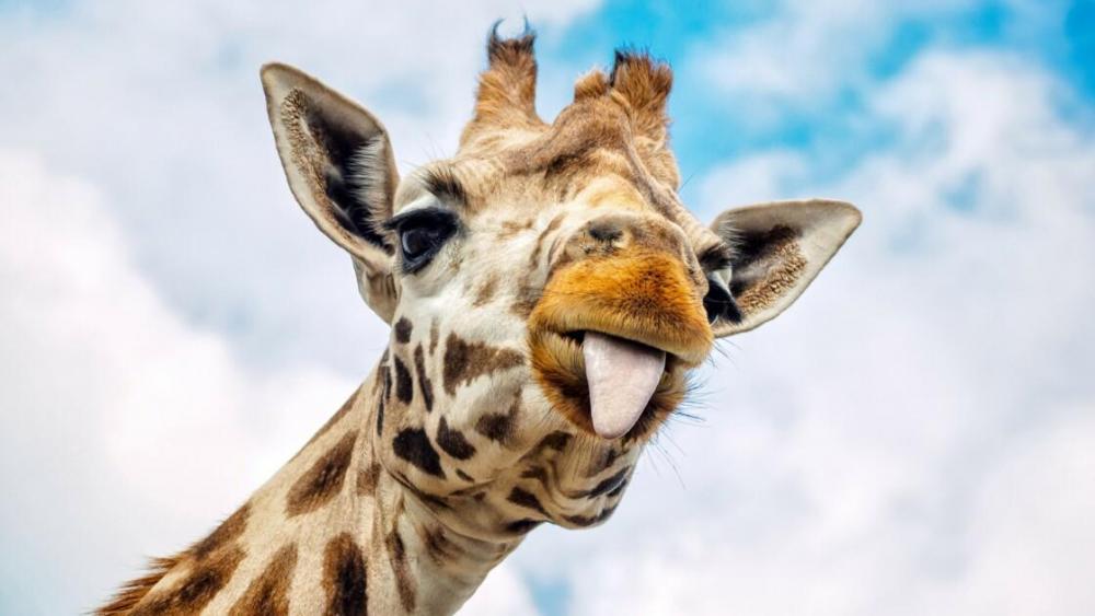 cinq-choses-que-vous-ne-saviez-pas-sur-la-girafe.jpg
