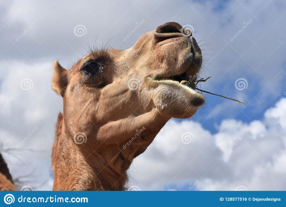 chameau-avec-sa-bouche-ouverte-et-nuages-à-l-arrière-plan-128577516.jpg